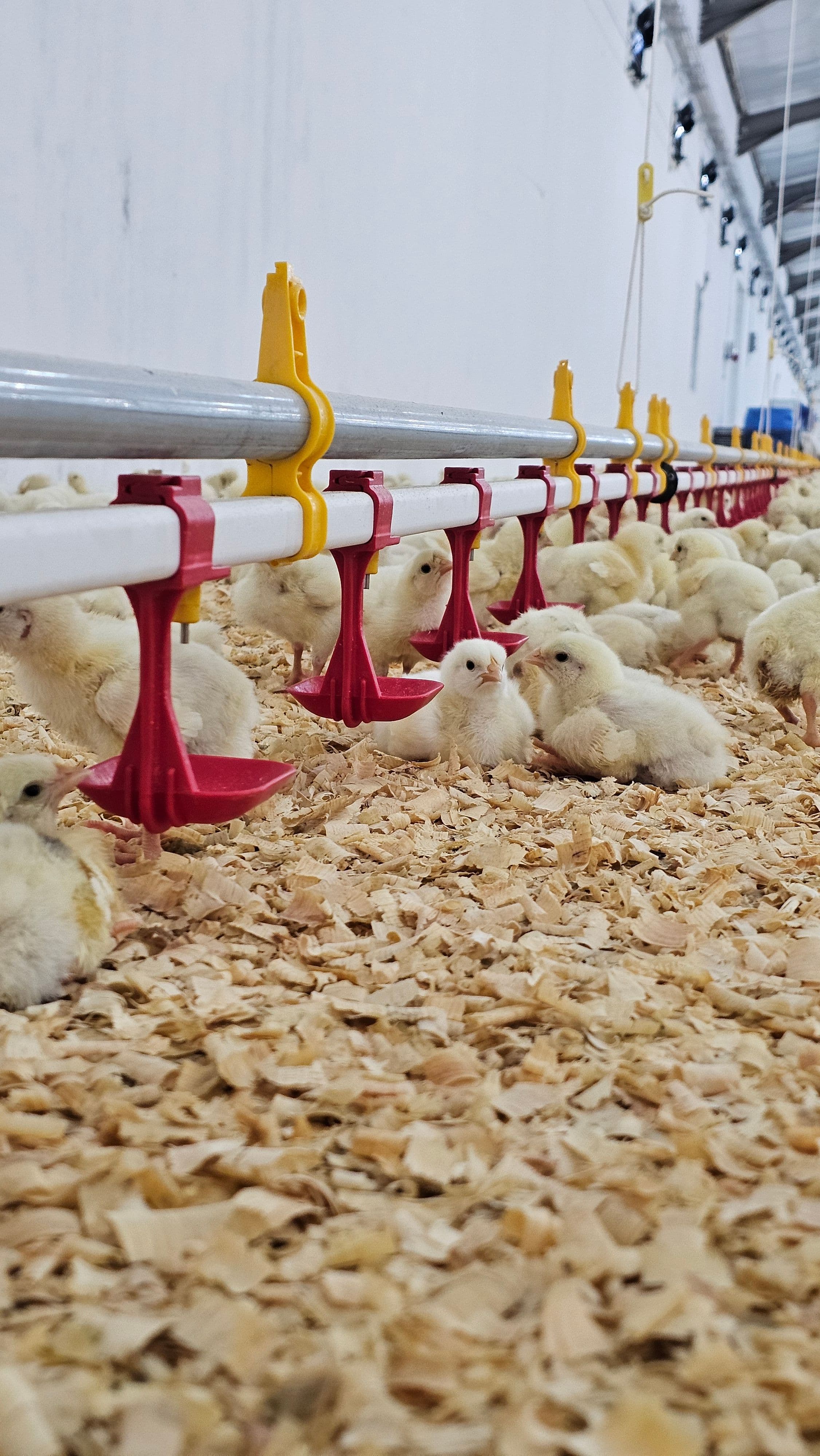 خطوط شرب الدجاج